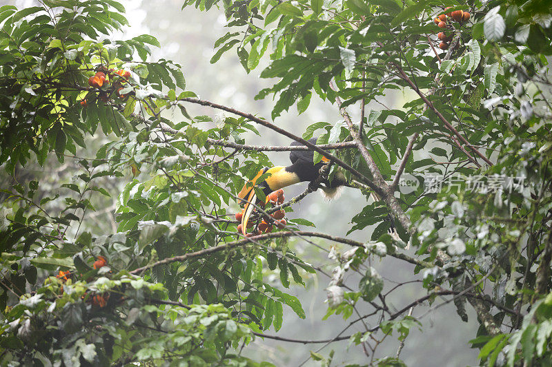 犀鸟:成年雄性大犀鸟(Buceros bicornis)，也被称为凹盔犀鸟，大印度犀鸟或大斑犀鸟。